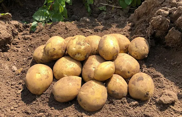 Продам картофель 2-го сорта оптом от 10 тонн - фото № 1