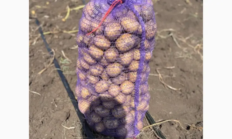 Продам товарный картофель - фото № 1