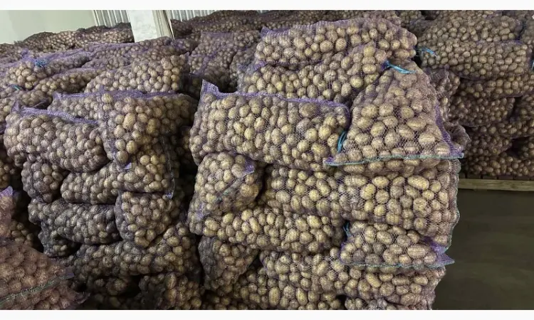 Продам семенну картоплю відмінної якості сорт Рів'єра - фото № 1