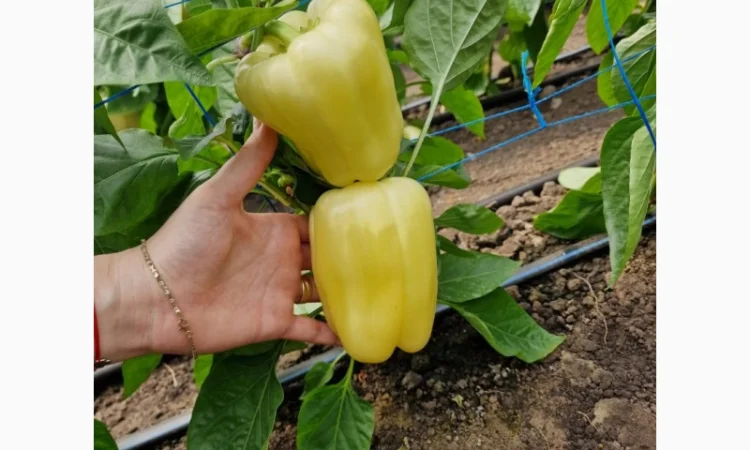 Продаж жовтого солодкого перцю, капії та баклажанів - фото № 2