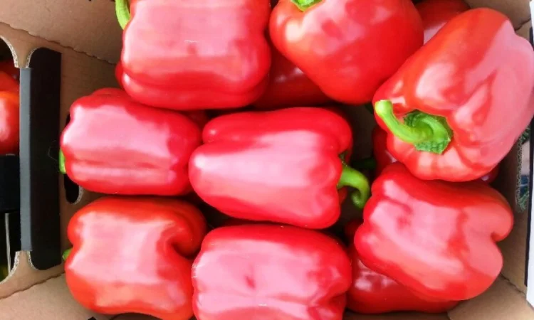 Яблоки, баклажан и сладкий перец от производителя - фото № 5