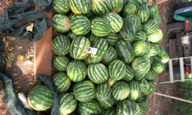 Продаж кавунів сортів Талісман, Юмі, Арашан - фото № 2