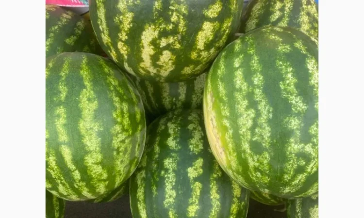 Кавун оптом на продаж - фото № 1