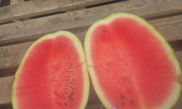 Арбуз на продаж - фото № 1