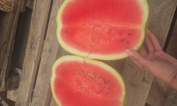 Арбуз на продаж - фото № 2