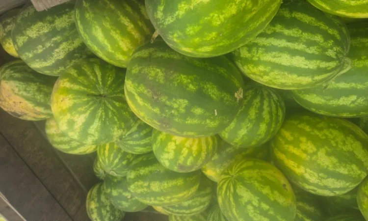 Арбуз на продаж - фото № 4