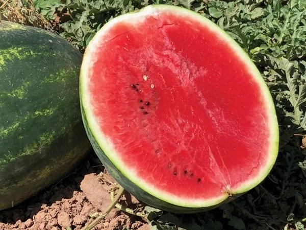 Кавун Туреччина гурт - продаж от 10 тонн - фото № 1