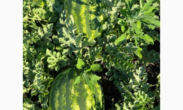 Арбуз на продаж - фото № 1