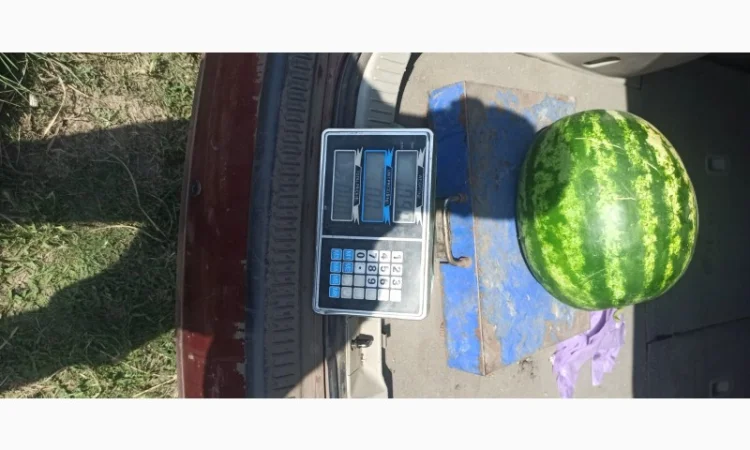 Арбуз на продаж - фото № 5