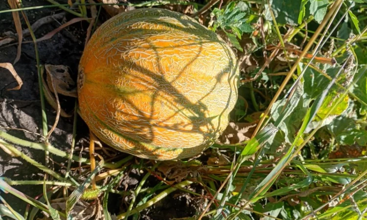 Продаж свіжої дині Ефіопка оптом - фото № 1