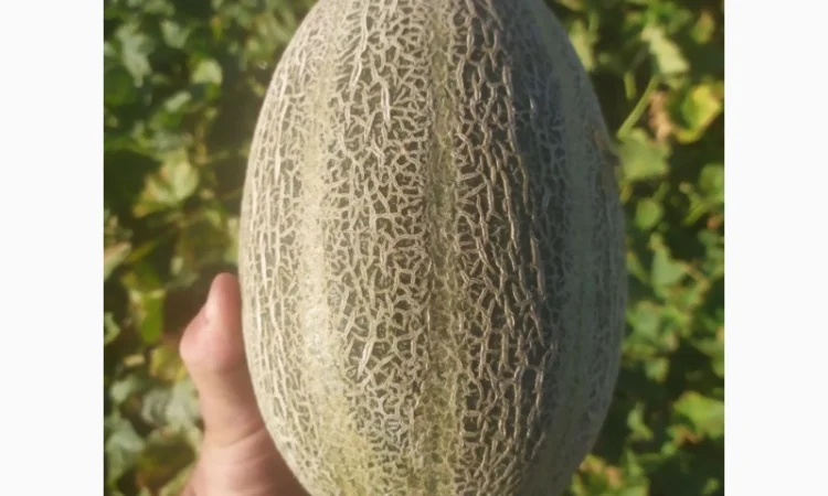 Диня сорту Єфіопка на продаж - фото № 3