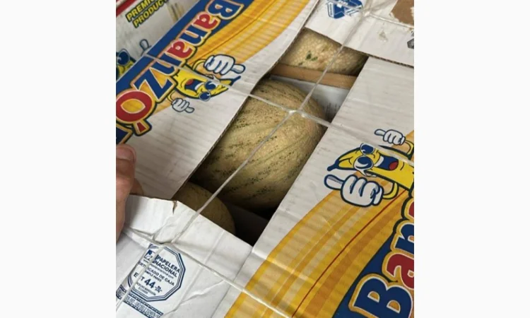 Продаж дині Торпеда оптом - фото № 3