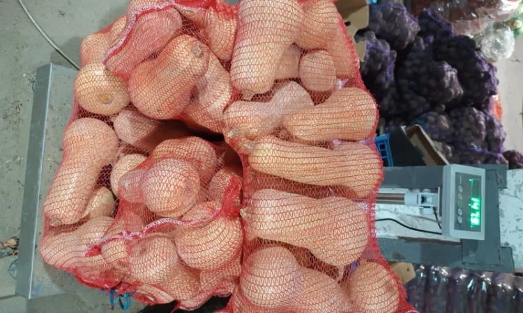 Продаж гарбуза Матильда високої якості - фото № 2