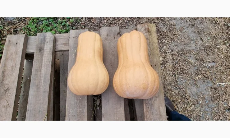 Продаж гарбуза Матильда високої якості - фото № 3