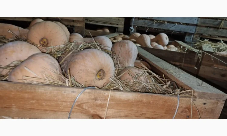 Продаж гарбуза Матильда високої якості - фото № 4