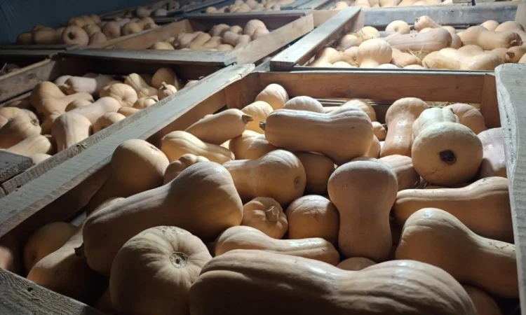 Продаж гарбуза Матильда високої якості - фото № 5