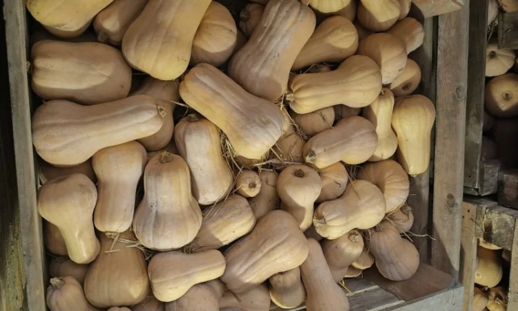 Продаж гарбуза Матильда високої якості - фото № 6