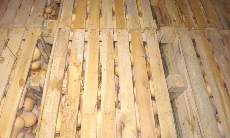 Продаж гарбуза Матильда високої якості - фото № 8