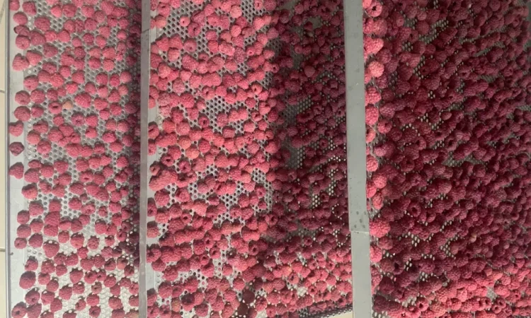 Сушений гарбуз кубиками 3х3х3 мм та 10х10х10 мм - фото № 5