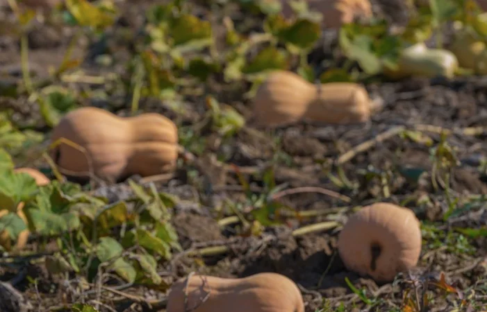 Вирощування та продаж гарбузів - фото № 2