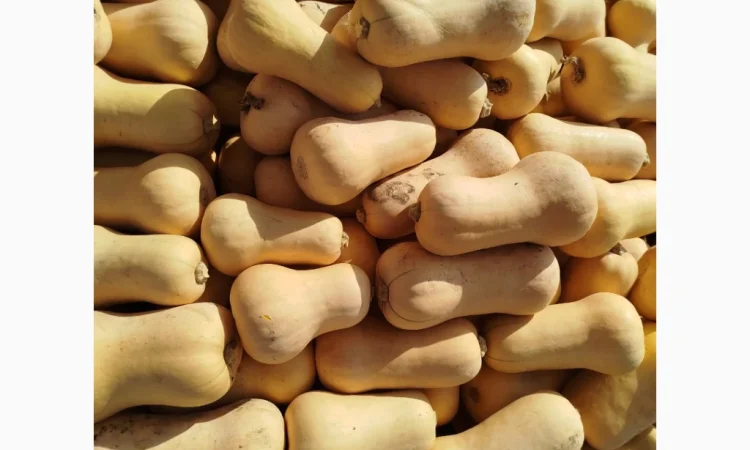 Продаю гарбуз Баттернат в обсязі - фото № 3