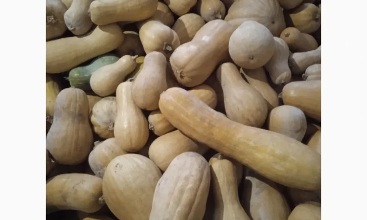 Продаю Гарбуз Мускатний - фото № 2