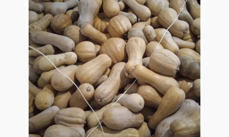 Продаю Гарбуз Мускатний - фото № 3