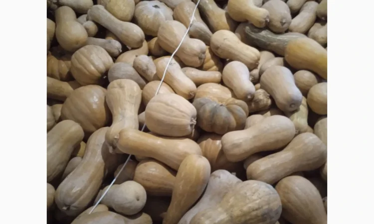 Продаю Гарбуз Мускатний - фото № 4