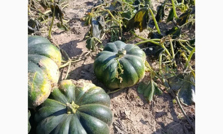 Продажа товарной тыквы ромашка - фото № 1