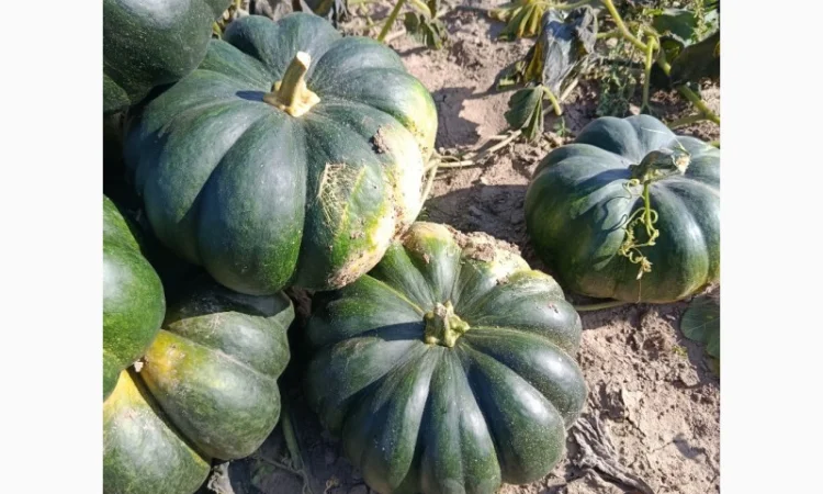 Продажа товарной тыквы ромашка - фото № 3