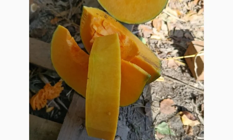 Продажа товарной тыквы ромашка - фото № 4