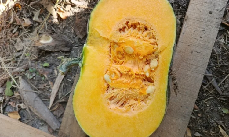 Продажа товарной тыквы ромашка - фото № 6