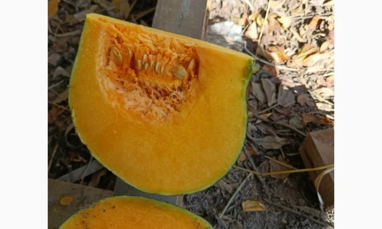 Продажа товарной тыквы ромашка - фото № 7