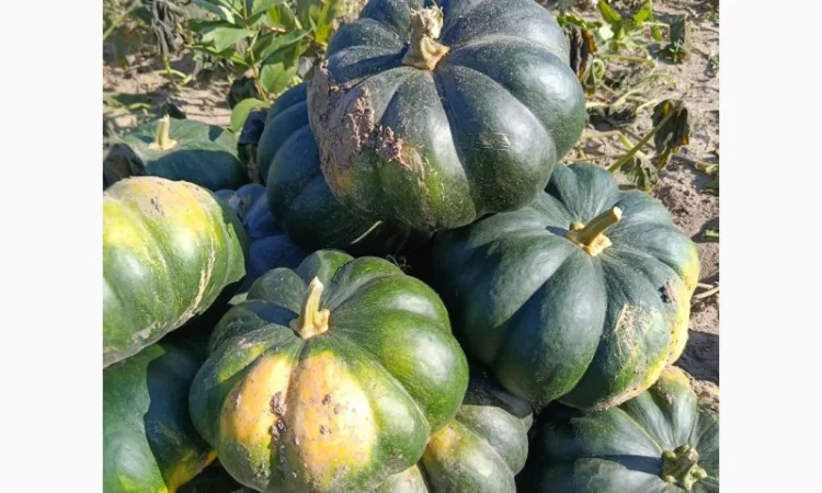 Продажа товарной тыквы ромашка - фото № 8