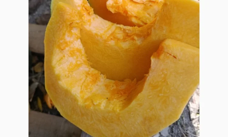 Продажа товарной тыквы ромашка - фото № 9