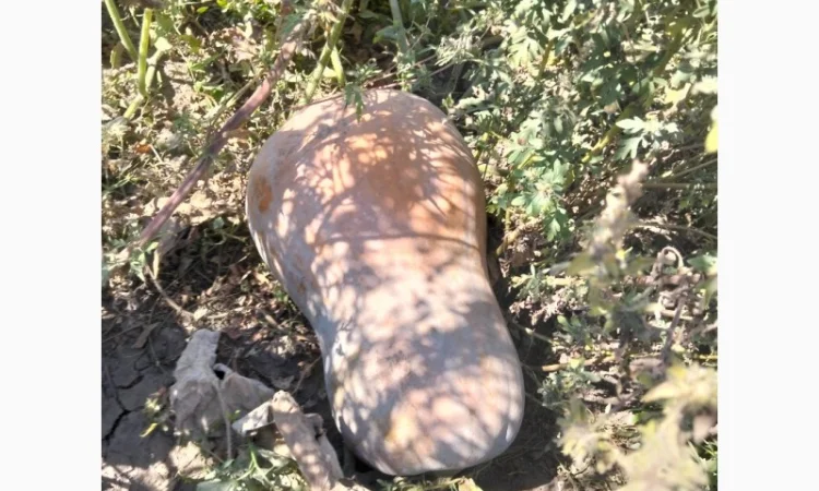 Продаж мускатних гарбузів оптом - фото № 2