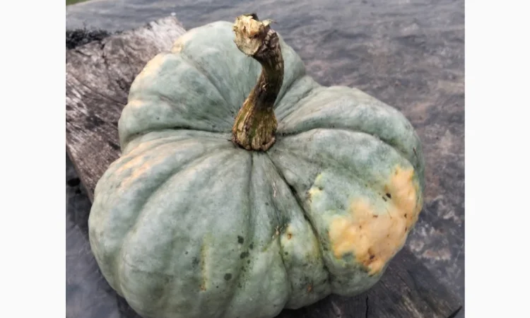 Продаю гарбуз Тріамбл мускатний - фото № 1