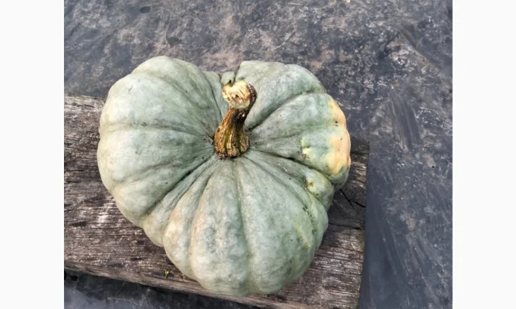 Продаю гарбуз Тріамбл мускатний - фото № 2