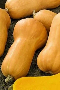 Гарбуза солодкий мускатний на продаж - фото № 3