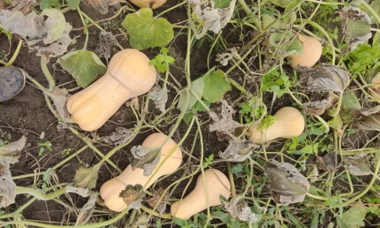 Гарбуз Матильда для переробки - фото № 4