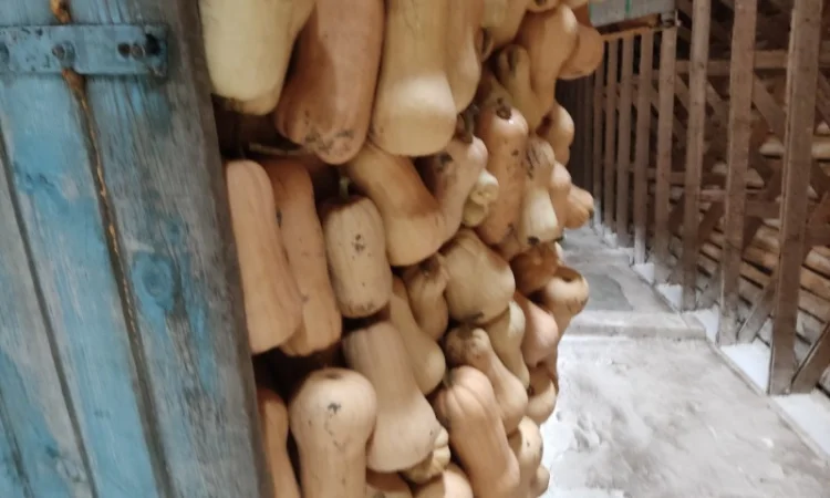 Гарбуз Матильда для переробки - фото № 7