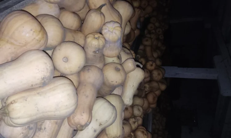 Гарбуз Матильда для переробки - фото № 9