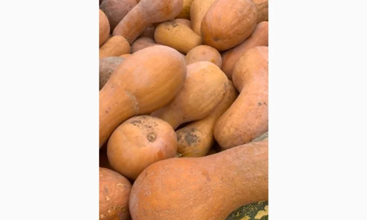 Продажа Гарбуз Лунга діє наполі - фото № 1