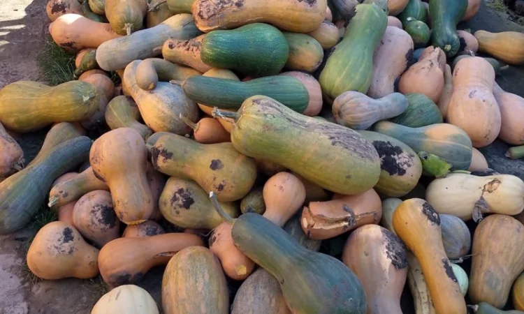 Продаж гарбузів для переробки - фото № 1