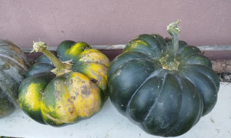 Гарбуз на кашу на продаж - фото № 1