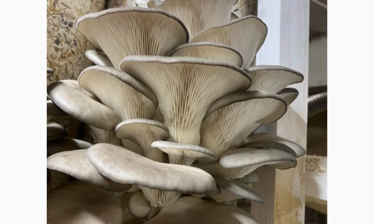 Пропоную Гриби Глива на продаж - фото № 1