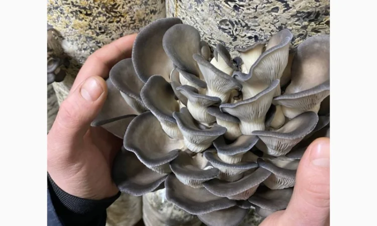 Пропоную Гриби Глива на продаж - фото № 2