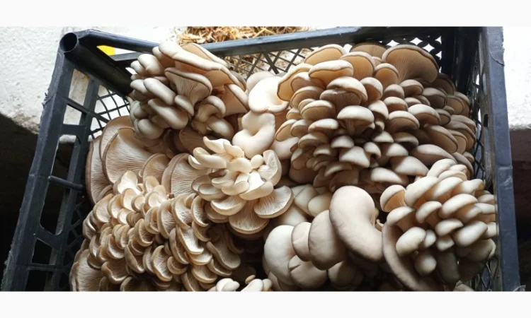 Продаж вешенки з доставкою - фото № 2