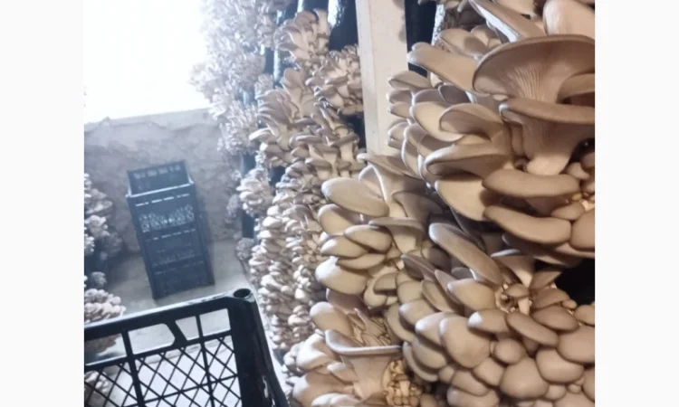 Продаж вешенки з доставкою - фото № 3