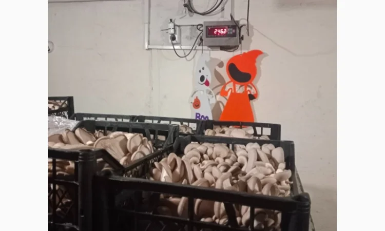 Продаж вешенки з доставкою - фото № 4